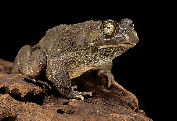 Amietophrynus regularis