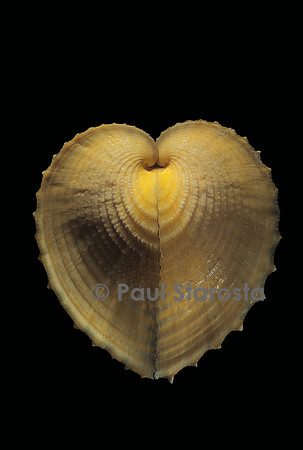 Corculum cardissa