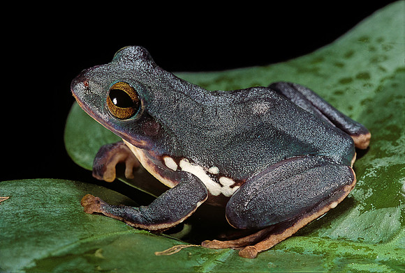 Rhacophorus dennysi