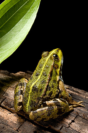 Pelophylax ridibundus (grenouille rieuse)