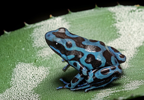 Dendrobates auratus