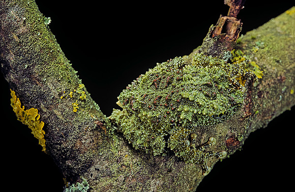Theloderma corticale