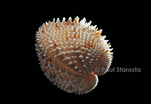 Ctenocardia victor