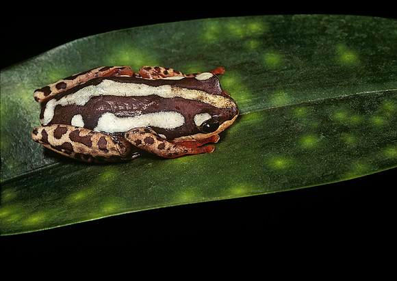 Hyperolius marmoratus parallelus