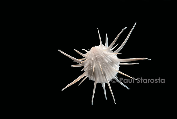 Spondylus imperialis