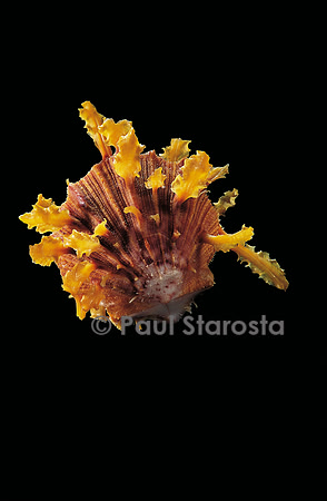 Spondylus imbutus