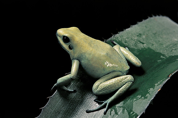 Phyllobates terribilis  f. mint