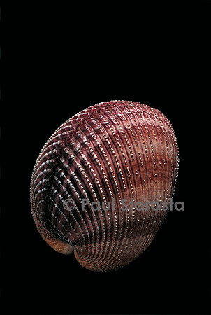 Trachycardium quadragenarium