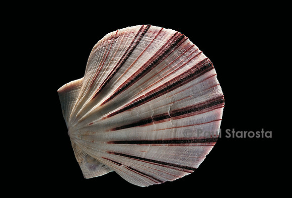 Equichlamys bifrons