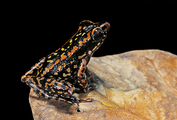 Hylarana signata