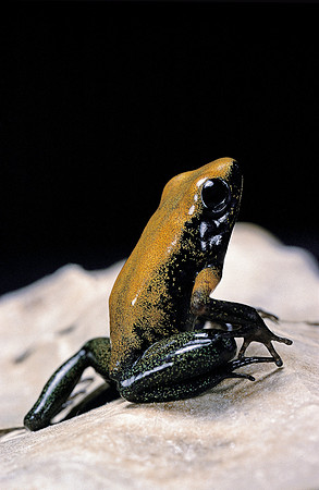 Phyllobates bicolor