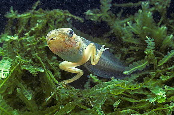 Hyla meridionalis (rainette) - têtard 2 pattes