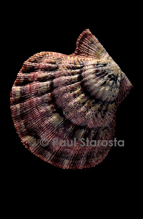 Lyropecten nodosus