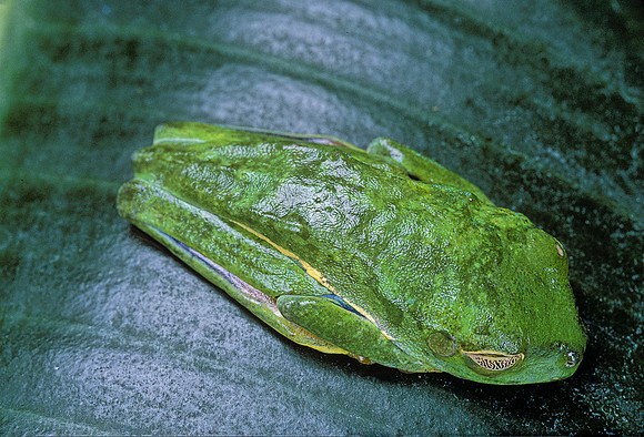 Agalychnis callidryas (grenouille singe)