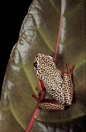 Hyperolius marmoratus