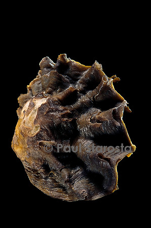 Lopha cristagalli
