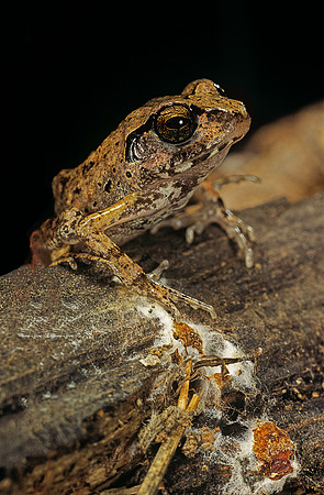 Arthroleptis stenodactylus