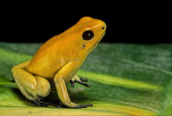 Phyllobates terribilis