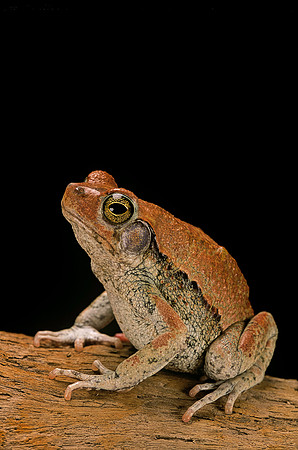 Schismaderma carens