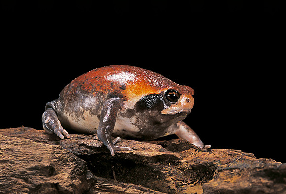 Breviceps mossambicus
