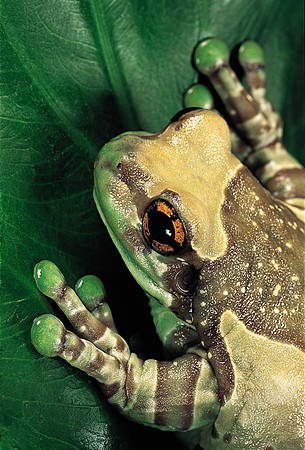 Phrynohyas resinifictrix