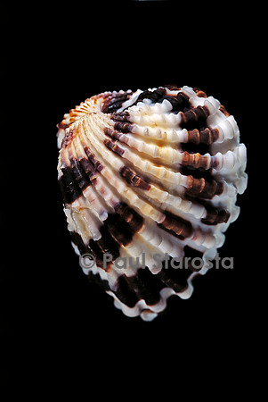 Carditella laticosta