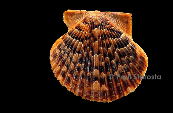 Pecten islandicus