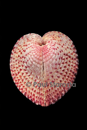 Corculum laevigatum