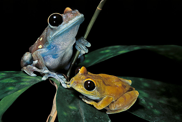 Leptopelis uluguruensis