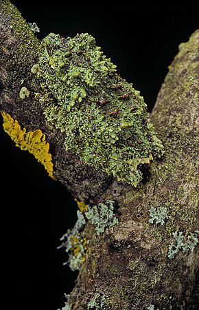 Theloderma corticale