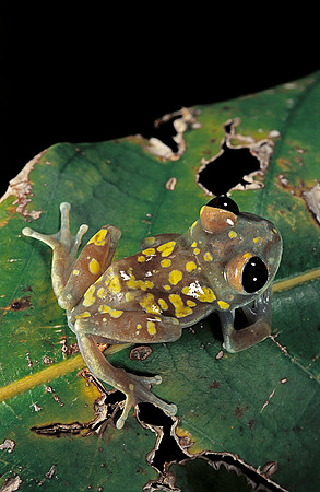 Leptopelis uluguruensis