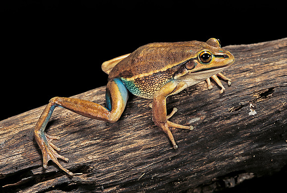Litoria aurea