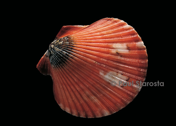 Pecten flabellum