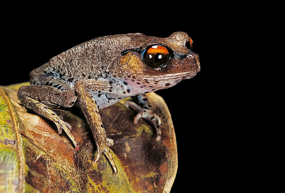 Leptobrachium hasseltii