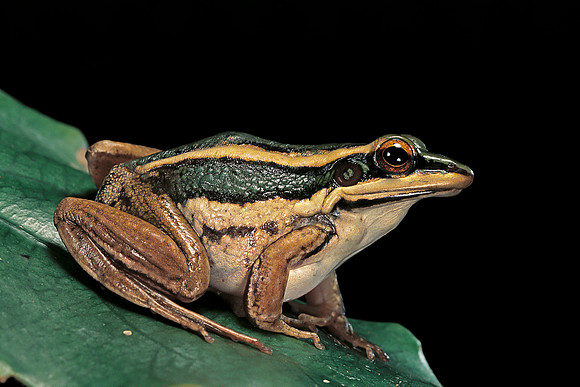 Hylarana erythraea
