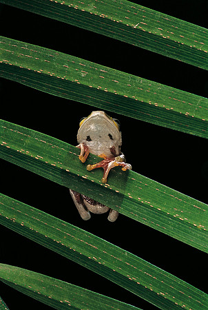 Hyperolius fusciventris