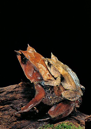 Megophrys nasuta - accouplement