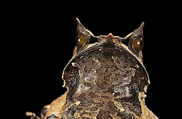 Megophrys nasuta (grenouille feuille)