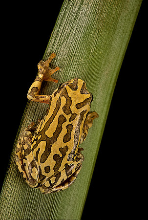 Hyperolius viridiflavus