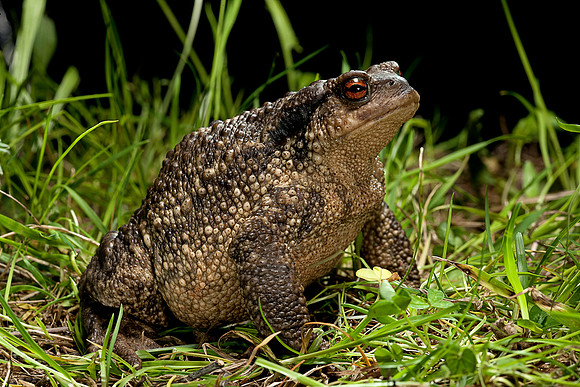 Bufo bufo (crapaud commun)