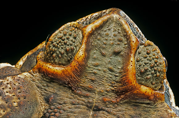 Rhinella schneideri