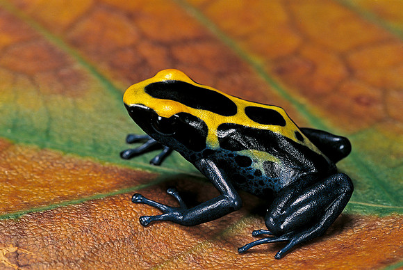Dendrobates tinctorius