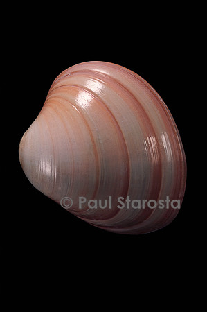 Megapitaria squalida