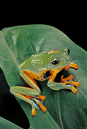 Rhacophorus reinwardtii (grenouille volante)