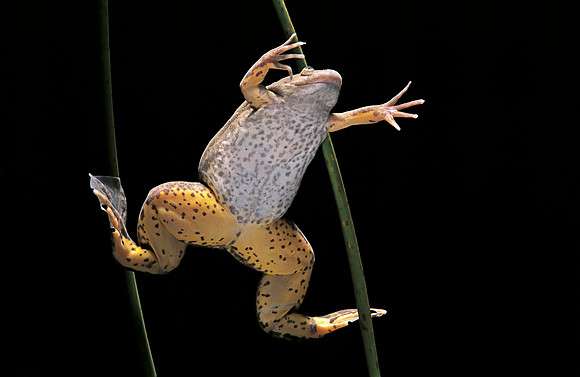 Xenopus laevis