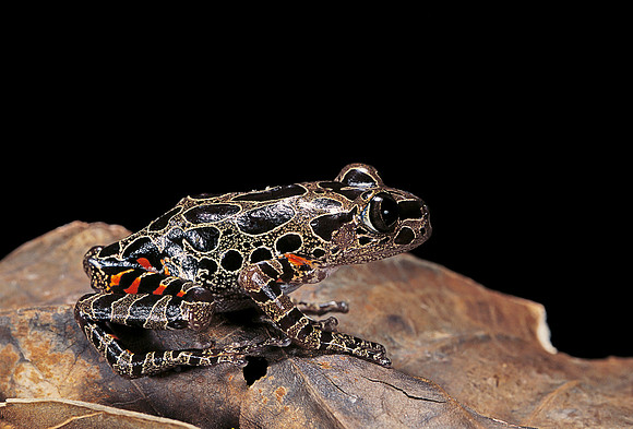 Kassina maculata