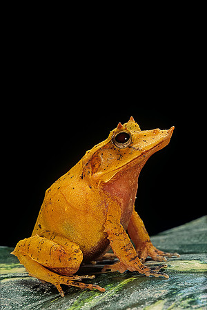 Ceratobatrachus guentheri