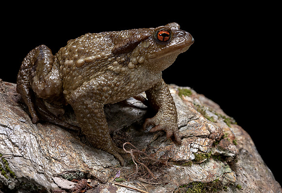 Bufo bufo (crapaud commun)