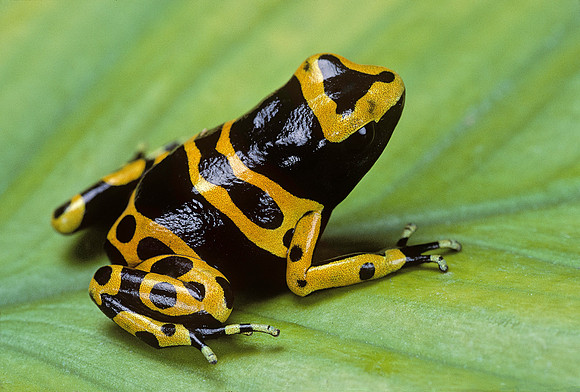 Dendrobates leucomelas