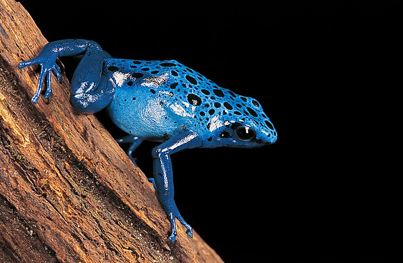 Dendrobates azureus